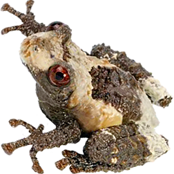 Pied Warty Tree Frog